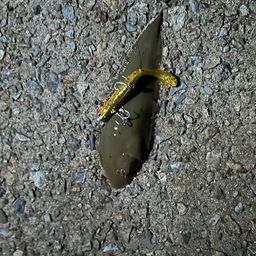 ウシノシタ