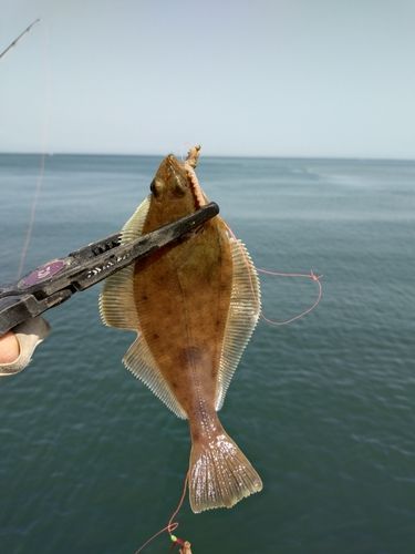ソウハチの釣果