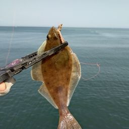 ソウハチ