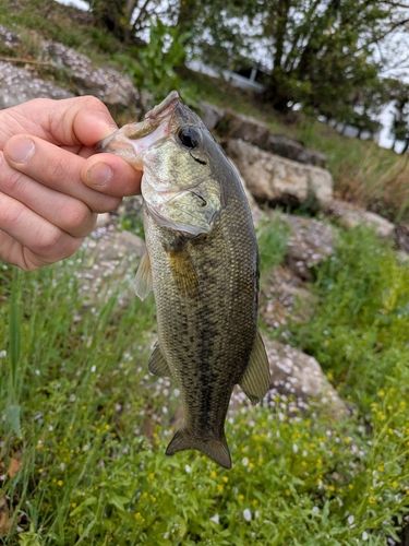 ラージマウスバスの釣果