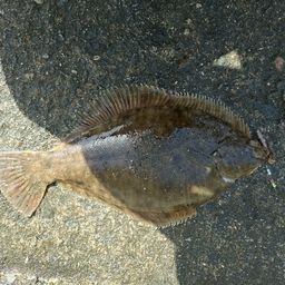 マコガレイ