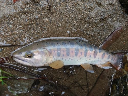 ヤマメの釣果