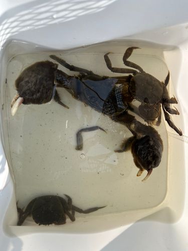 モクズガニの釣果