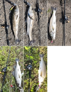 シーバスの釣果