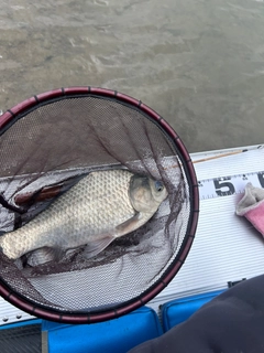 ヘラブナの釣果