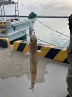 エソの釣果