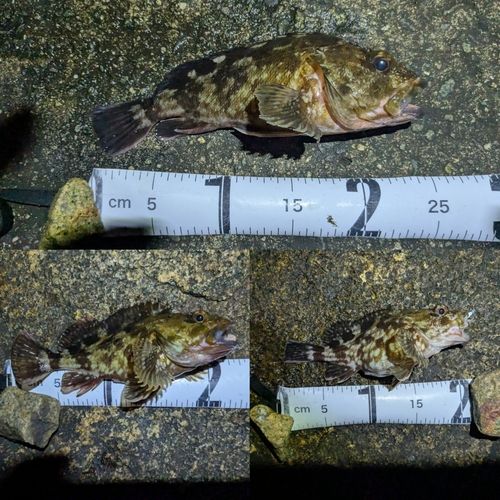 ガシラの釣果