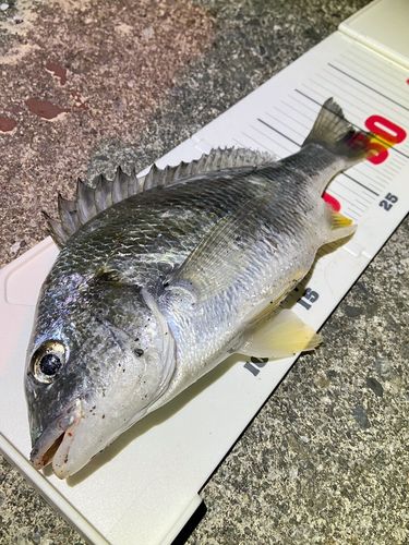 キビレの釣果