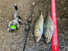 アジの釣果