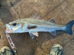 スズキの釣果