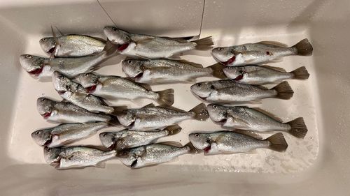 イシモチの釣果