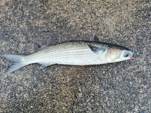 ボラの釣果