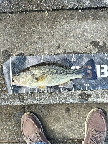 ブラックバスの釣果