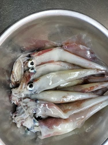 ヤリイカの釣果