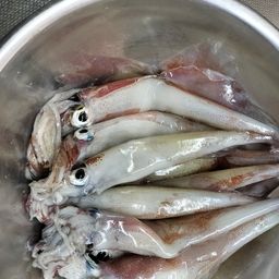 ヤリイカ