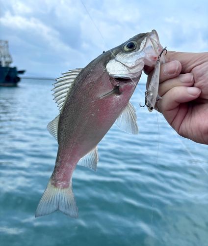セイゴ（ヒラスズキ）の釣果