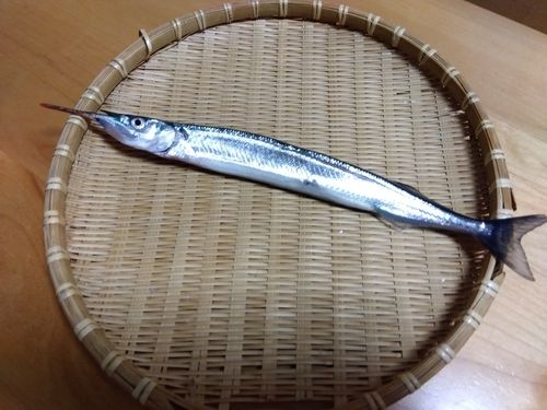 サヨリの釣果