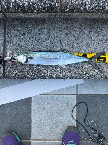 サゴシの釣果