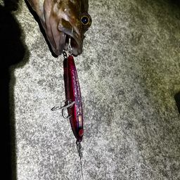 カサゴ