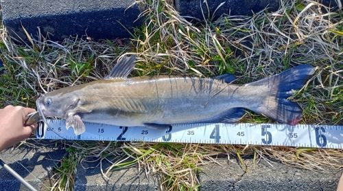 アメリカナマズの釣果