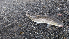 アメマスの釣果