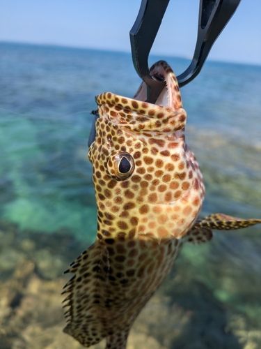 イシミーバイの釣果