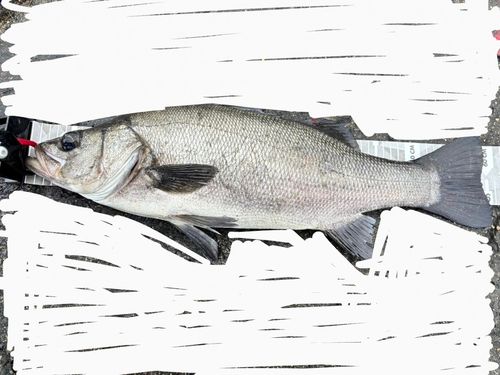 ヒラスズキの釣果