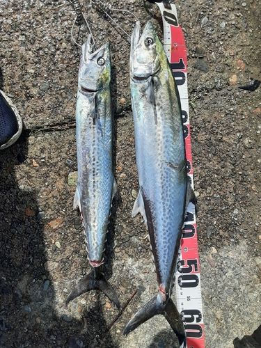 サゴシの釣果
