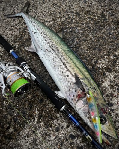 サワラの釣果