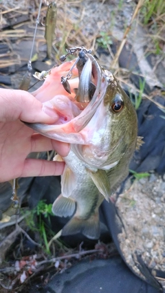 ラージマウスバスの釣果