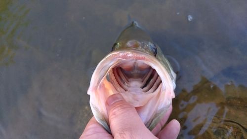 ブラックバスの釣果