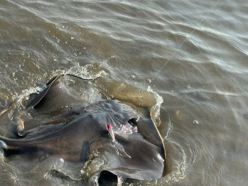 アカエイの釣果