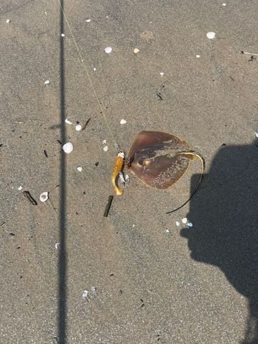 アカエイの釣果