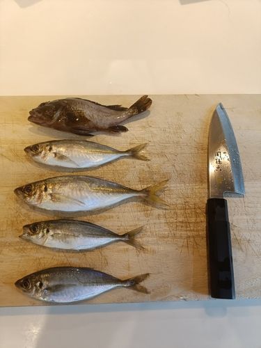 アジの釣果