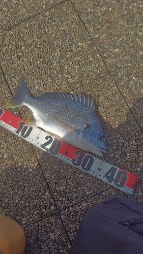キビレの釣果