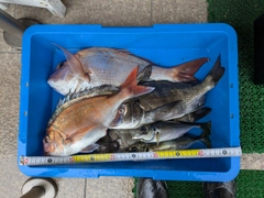 マダイの釣果