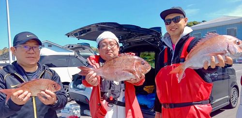 マダイの釣果