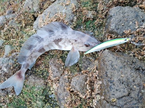 ホッケの釣果