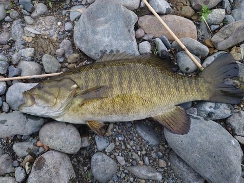 スモールマウスバスの釣果