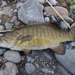 スモールマウスバス