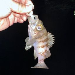 シロメバル