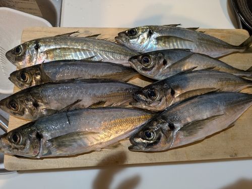 アジの釣果