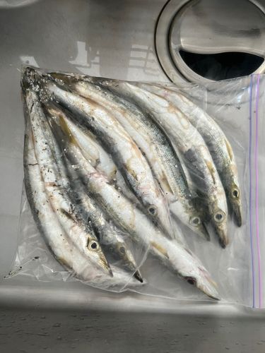 カマスの釣果