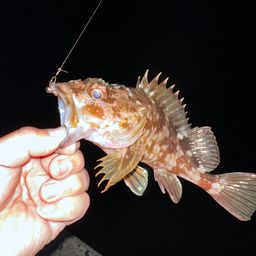 カサゴ