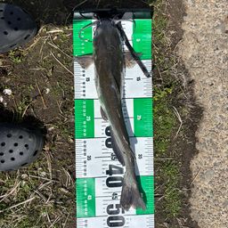 アメリカナマズ