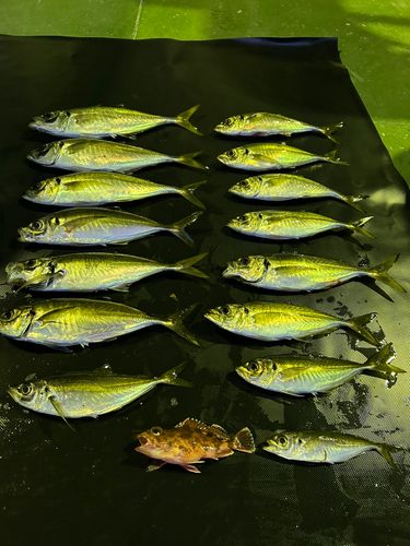 マアジの釣果