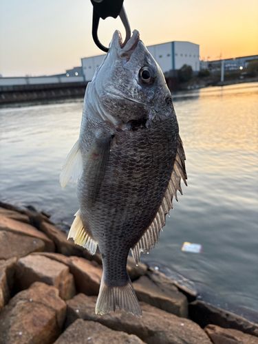 キビレの釣果