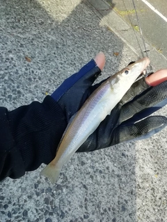 キスの釣果