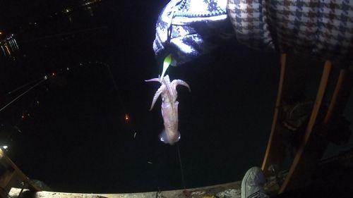 マメイカの釣果