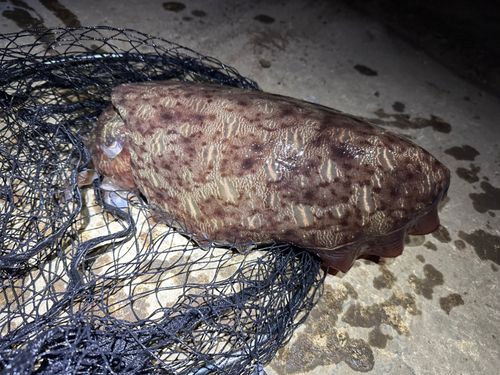 カミナリイカの釣果